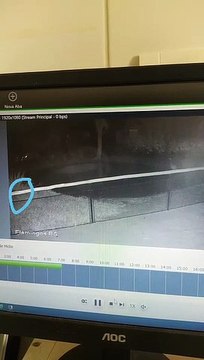 Ataque de onças mata 172 flamingos em parque no PR; vídeo