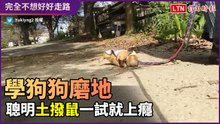 學狗狗磨地好開心！土撥鼠一試上癮　賴在地上超可愛