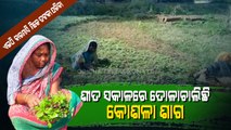 Athagarh Farmers Busy In Spinach Ploughing, Other Agriculture Activities