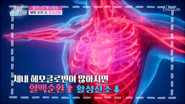 만성 염증& 콜레스테롤 타파하자↗ 『○○○○』 TV CHOSUN 211110 방송
