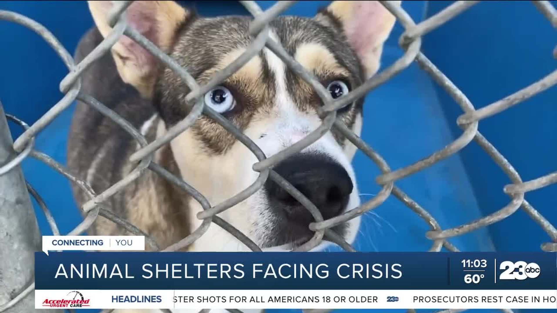 ⁣Animal shelters facing crisis with overcrowded kennels