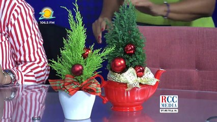 Kellyn Rosario: Cuidado y Plantas para navidad