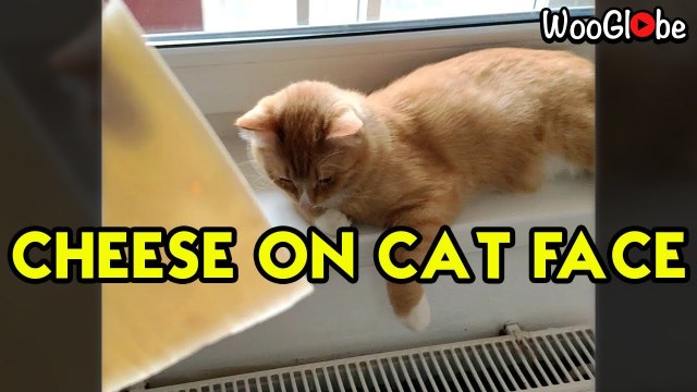 'Cat falls off window sill after owner throws cheese slice at it'