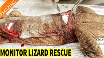 'Severely injured monitor lizard gets treated and nursed back to health '