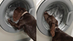 'Adorable Cocker Spaniel gets UNCOMFORTABLE watching her toys in the washer '