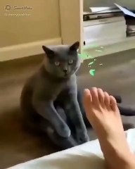 Kelakuan kucing jaman sekarang