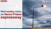 Mad monkey antics on Samut Prakan expressway | The Nation Thailand