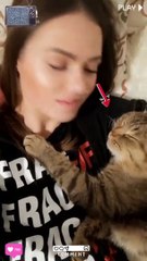 kucing manis dan lucu