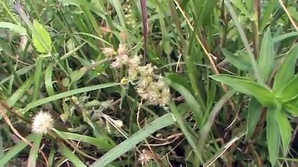 Southern sandbur( Spiny sandbur)Southern sandspur or Mossman River grass(Cenchrus echinatus)