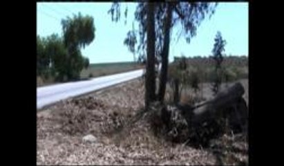 Accidente vehicular fatal