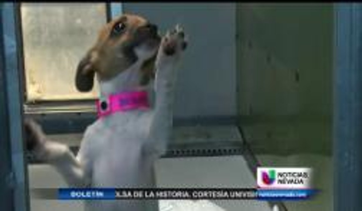 Controversia sobre la eutanasia de animales