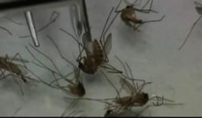 Primer caso de Virus de Nilo