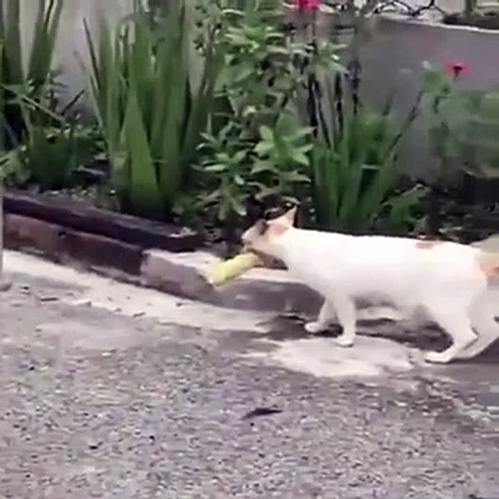 A hard-working Cat