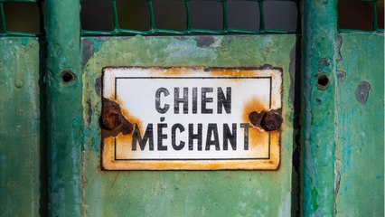 Mordue à la fesse par un chien, une strip-teaseuse réclame 5.000 euros