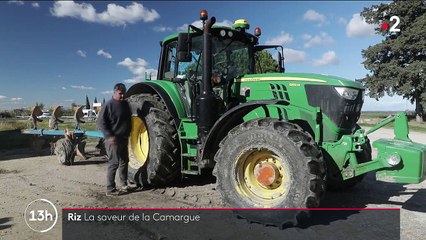 Patrimoine : la culture exceptionnelle du riz de Camargue