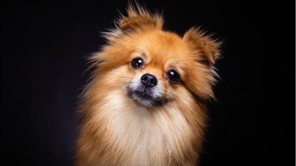 Son chien meurt dans un train en panne, la SNCF lui offre un bon d’achat de 70 euros