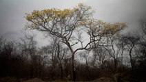 Trees bloom amid wasteland left by wildfires