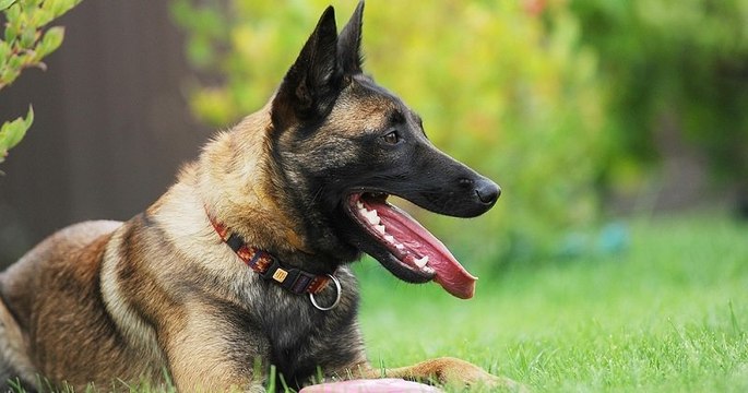 Pyrénées-Orientales : un chien sauve la vie de son maître embourbé dans un lac