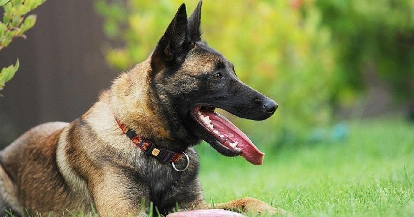 Pyrénées-Orientales : un chien sauve la vie de son maître embourbé dans un lac