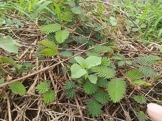 Daun putri malu ditoelan dauna narutupan