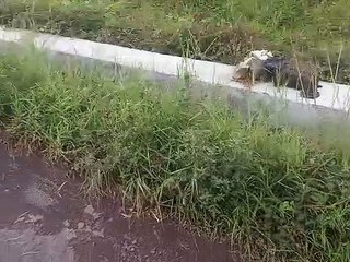 Kakai 1000 di pinggir irigasi sawah