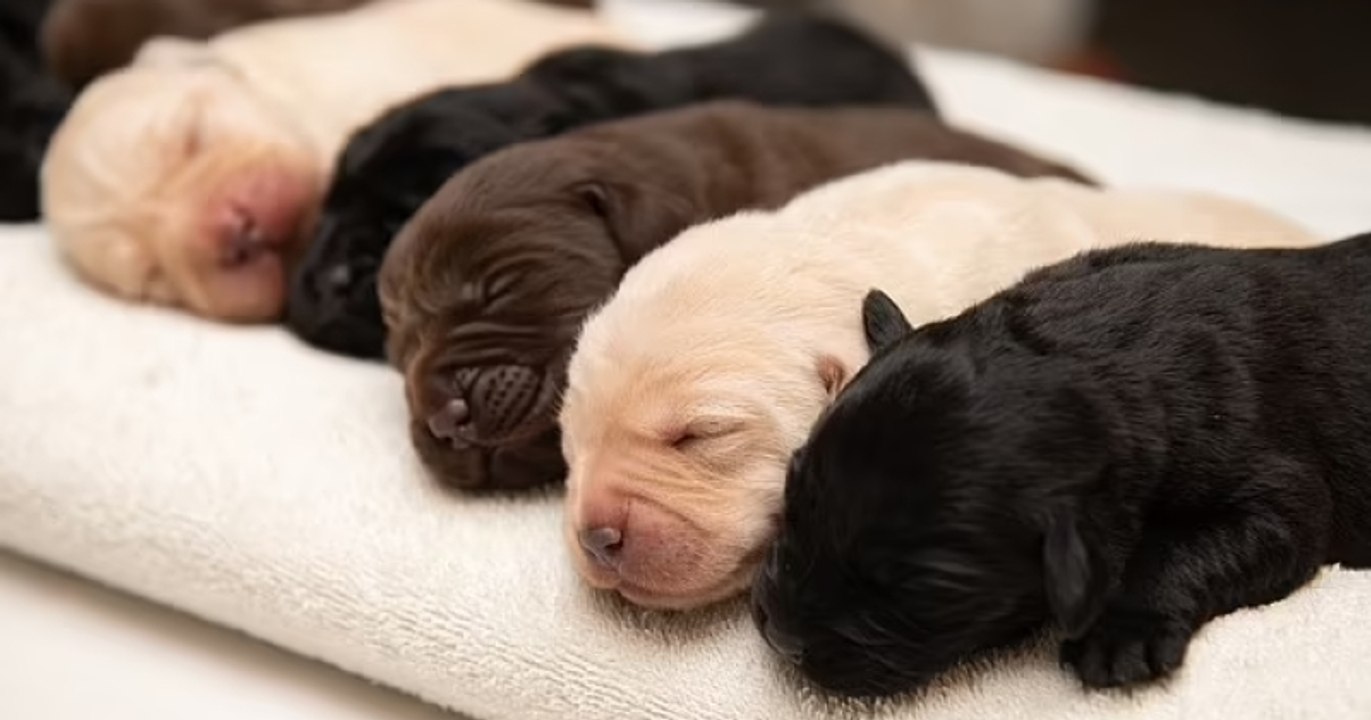 Un Labrador noir a donné naissance à une portée 10 chiots, de trois couleurs différentes