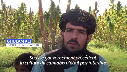 À Kandahar, le cannabis prospère toujours à l'ombre des Talibans