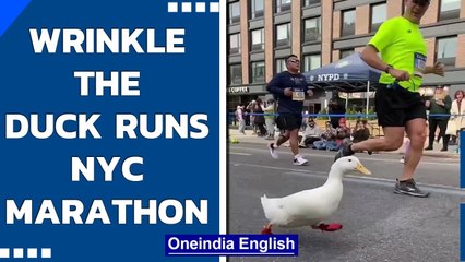 ‘Wrinkle the duck’ runs New York City Marathon, wins internet by his cutness| Oneindia News