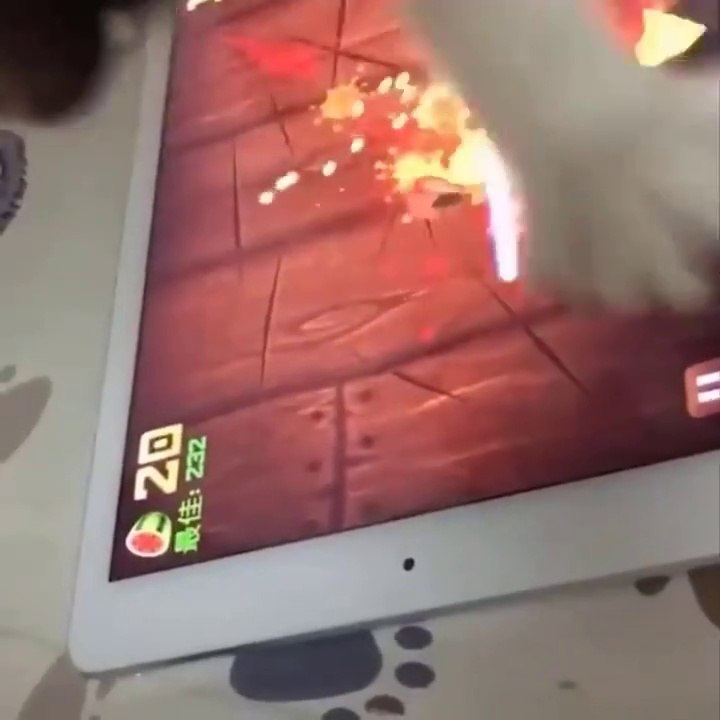 Baby Cats - Cute Cats - Adorable Cats - Funny Cats Compilations PART 21