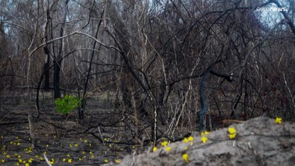 Un árbol de araguaney sobrevive a un incendio forestal en un área protegida de Bolivia