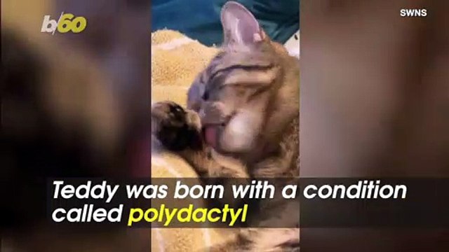 Feline Fingers! Check Out This Cat Born With Extra Toes and Thumbs!