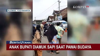 Anak Bupati Sleman Diamuk Sapi Saat Pawai Budaya