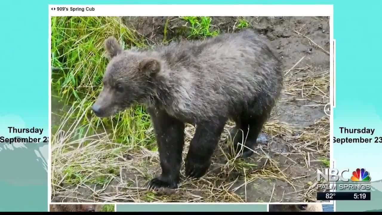 It's Chubby Cubby Season!