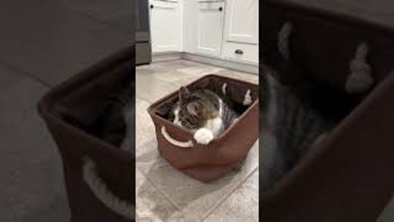Helpful Cat Cleans Floors