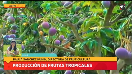 Producción de frutas tropicales