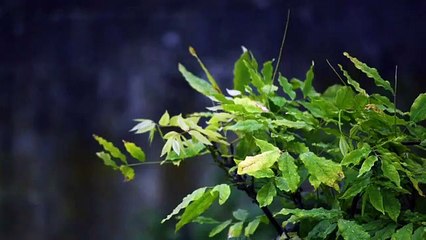 5 Minute Rain Sound For Deep Sleep Relaxation Calming