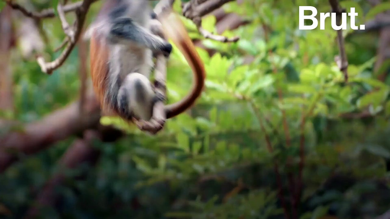 Le colobe roux de Zanzibar, un étrange primate menacé d'extinction