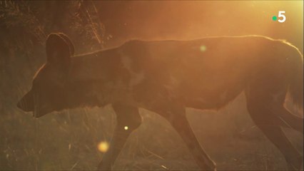 L'odyssée des chiens - Asie et Afrique