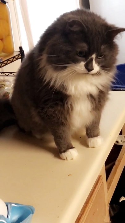 Cat Launces Egg Across the Kitchen