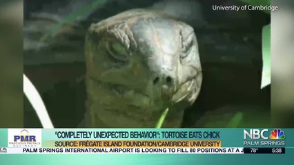 Tortoise Eats a Bird?