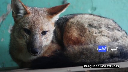 ثعلب ظن مالكوه أنه كلب في البيرو... قبل أن يأكل دجاج الجيران