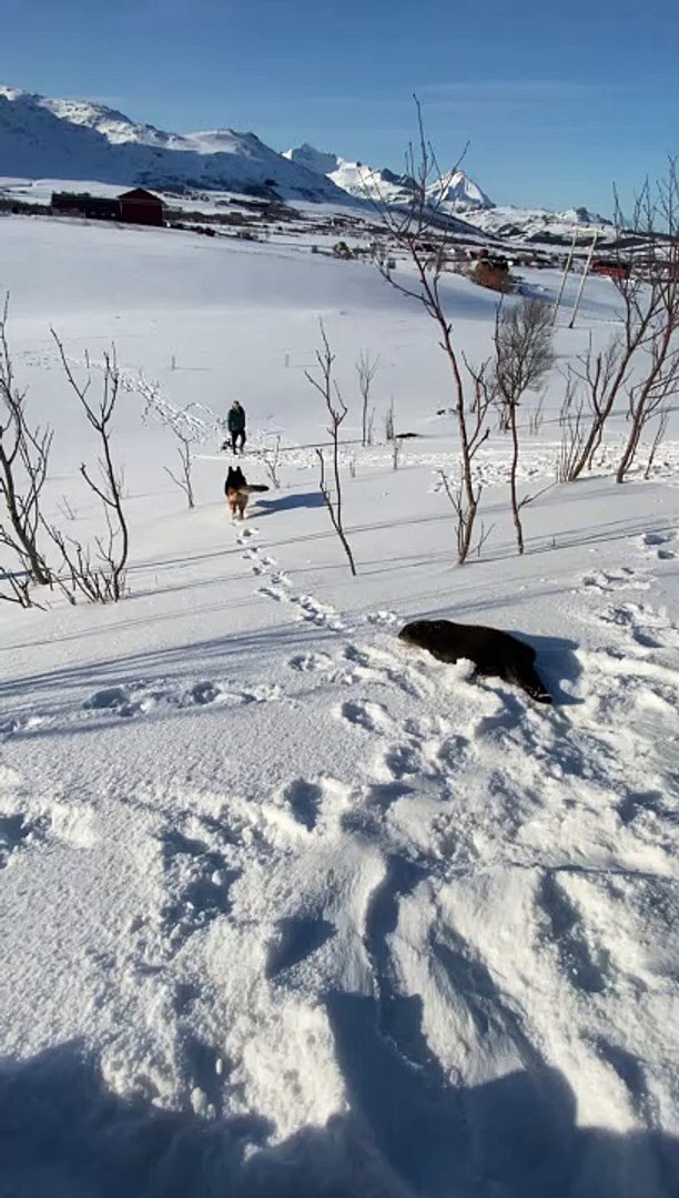 ⁣Otter Slides Down Snowy Hill