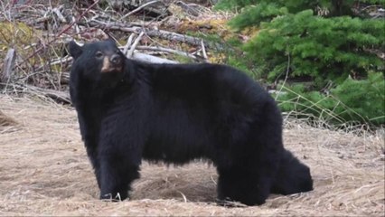 Black Bear Filmed "Patrolling" New Gatlinburg SkyTrail