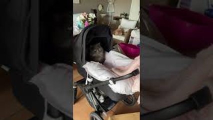 Cute Cat Hangs Out in Baby Stroller