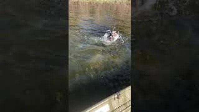 Dog Named Kevin Jumps to Kiss Fish