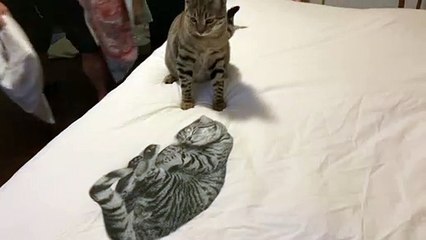 Cat Smacks Image of Sleeping Kitty