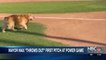 Dog Mayor Max of Idyllwild Throws Out First Pitch for Palm Springs Power