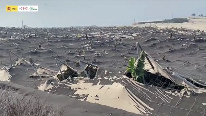Banana greenhouse crushed by immense amount of ash from Cumbre Vieja volcano