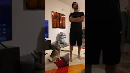 Sapphie the Pomsky Reacting to Owner Pretending She Isn't There