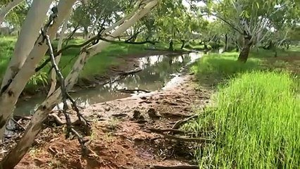 Documents show NT govt secretly negotiated to change water allocation rules to allow the development of major fruit farm